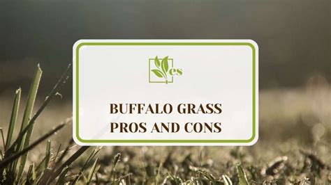 Buffalo Grass Pros And Cons: The Only Guide You Need - Evergreen Seeds