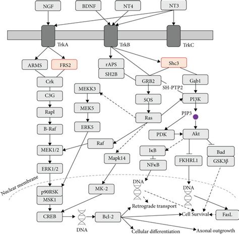 Neurotrophin signaling pathway and corresponding DEPs. “Neurotrophin ...