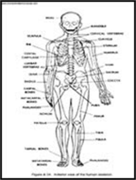 labelled male human skeleton