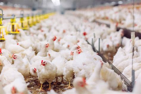 Can we feed our broiler chickens more efficiently? - Chemuniqué