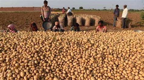 Profitable Potato Contract Farming in MP, Farmers Getting Fair Price