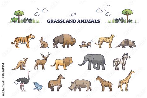 African Grassland Animals