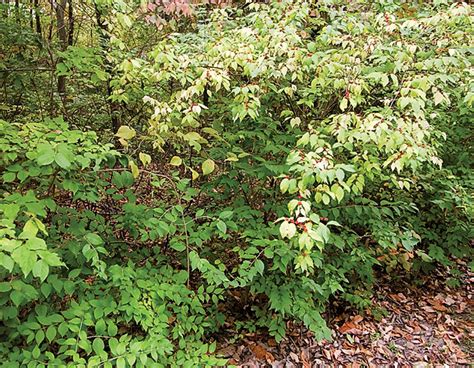 How To Remove Invasive Bush Honeysuckle @ Arkansas Urban Forestry Council