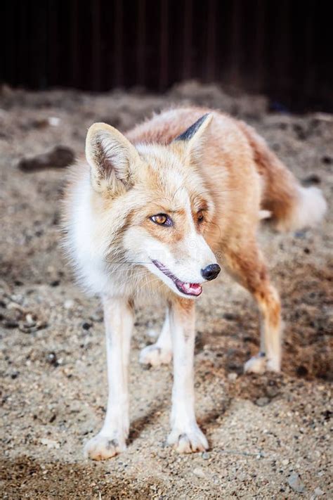 Portrait of golden fox stock image. Image of nature - 123673281