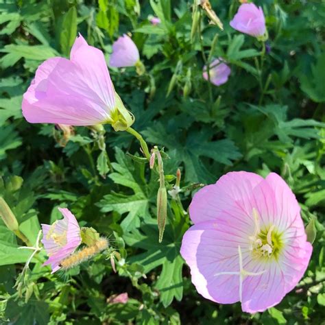 Pink Evening Primrose May Flowers, Types Of Flowers, Wild Flowers, Texas Department Of ...