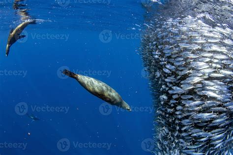 Sea lion hunting in sardine bait ball in pacific ocean 12009570 Stock ...