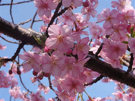 Fondos de Pantalla Floración de árboles Sakura (cerezo) Rama Rosa color Flores descargar imagenes