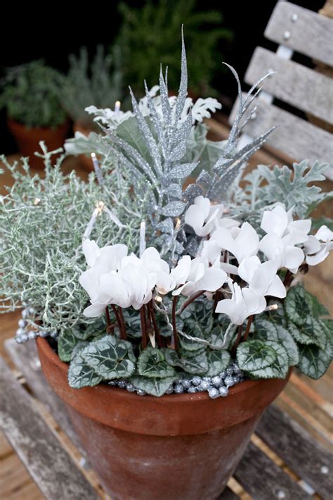 For a cool, sophisticated look choose white and silver plants and embellish them with silver ...