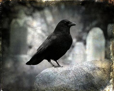 Dark Gothic Crow Photograph by Gothicrow Images - Fine Art America