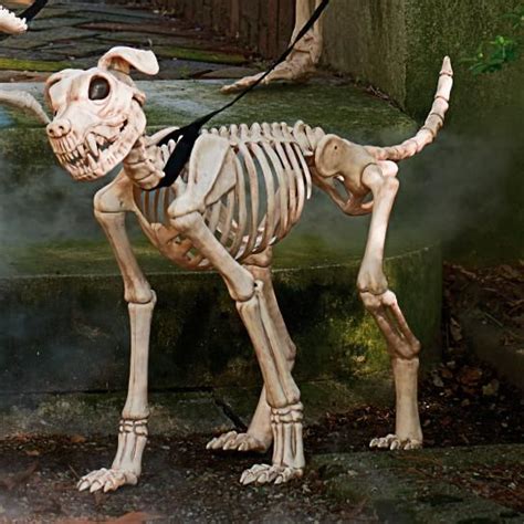 What Is Halloween Skeleton Dog Worth 2022 – Get Halloween 2022 News Update