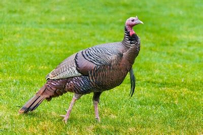 From beards to fans [anatomy of a turkey] | N1 Outdoors