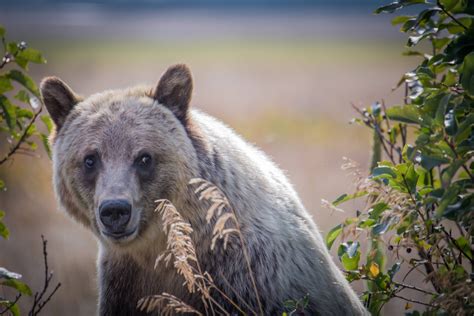 Grizzly bear in Glacier National Park, Montana [OC] [x-post from r/pics] : r/bears