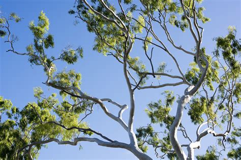 Free Image of Vibrant green tree and branches | Freebie.Photography