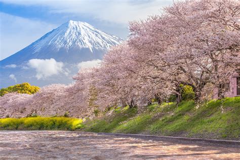 Blooming Sakura trees with mount Fiji in the background (Shiraito Falls ...