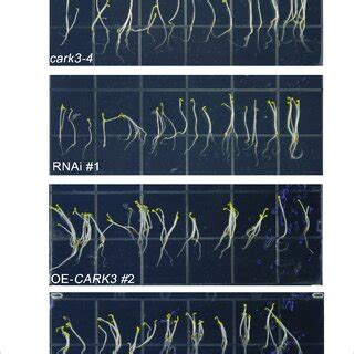 CARK3 is involved in hypocotyl elongation. (A) Seedlings from wild-type... | Download Scientific ...