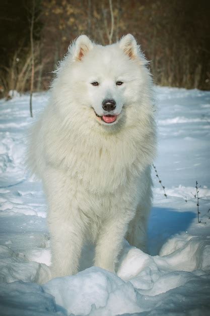 Premium Photo | White samoyed dog on snow in winter day. northern sled dog breeds.