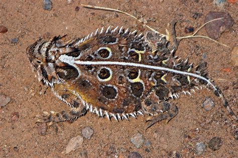 Texas Horned Lizard (Phrynosoma cornutum) Animals Images, Nature Animals, Animal Pictures, Texas ...