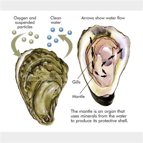 Eastern oyster filter feeding – drawnbydawn