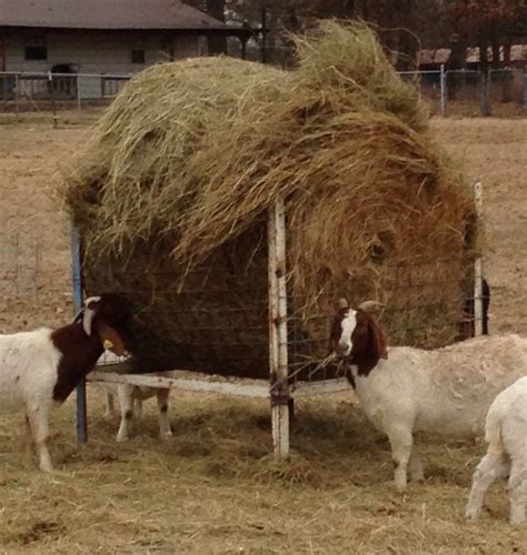 Our version of a home made round bale feeder. | Goat feeder, Goat barn ...