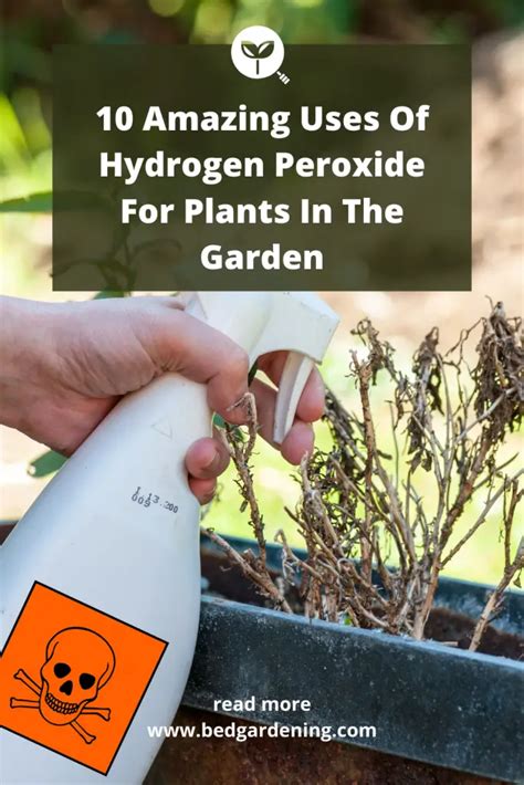 10 Amazing Uses Of Hydrogen Peroxide For Plants In The Garden – Bed Gardening