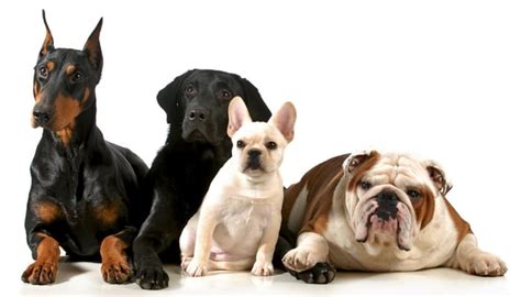 Best Dog Breed Quiz to Help You Choose Your Next Pup – Top Dog Tips