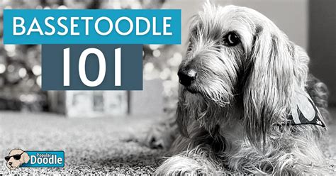 Bassetoodle 101: FAQs About the Basset Hound Poodle Mix Breed