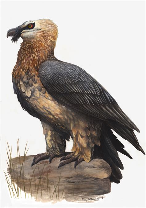 Bearded Vulture – Emily Willoughby Art