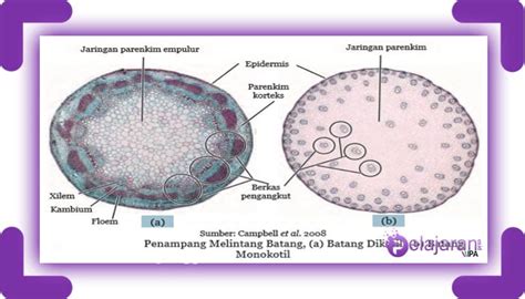 √ Perbedaan Batang Dikotil dan Monokotil dengan Penjelasannya [LENGKAP]