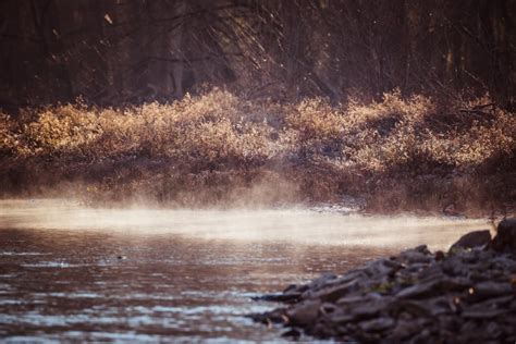 Photo of a Riverbank with Plants · Free Stock Photo