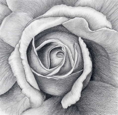 How To Draw A Flower In Charcoal Learn to draw with charcoal pencils #drawingtutorial # ...