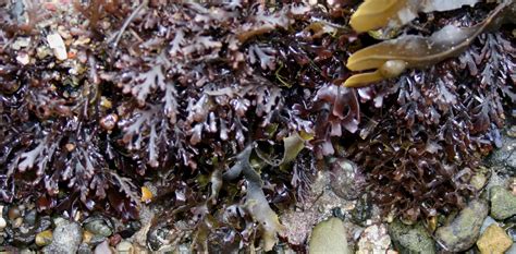 The Definitive Guide To Edible Seaweed - Food Republic