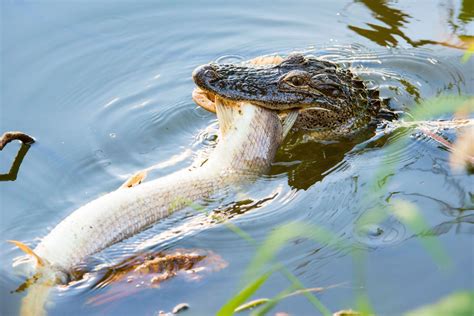 Amazon Caiman: Everything you need to know