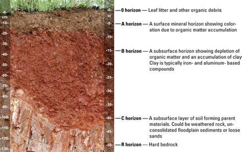 Soil Rich In Organic Matter Cheap Offer | educatel.web.uah.es