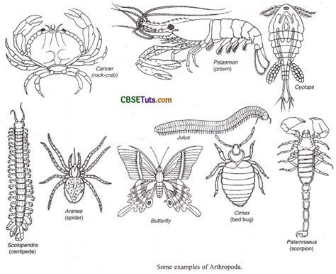 Phylum Arthropoda - Characteristics & Classification - CBSE Tuts