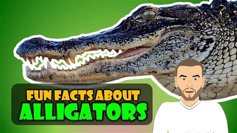 We have our Top 5 Alligator Facts for Students! (Educational video for students) - YouTube