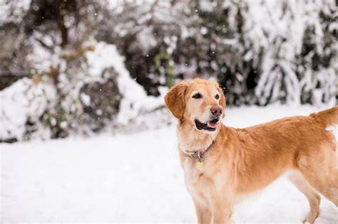 Golden Retriever in the Snow | Snow storm, Golden retriever, Snow