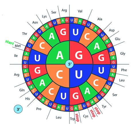 Dna Wheel Diagram