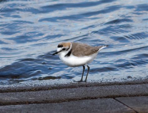 Pixie Birding: Kentish Plover - Audenshaw Reservoir, Manchester