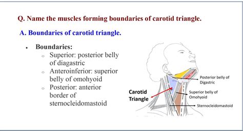 Anterior Triangle of Neck - Anatomy QA