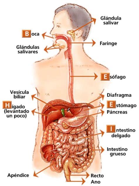 Imagenes para imprimir del cuerpo humano-Colorear dibujos,letras, Actividades infantiles