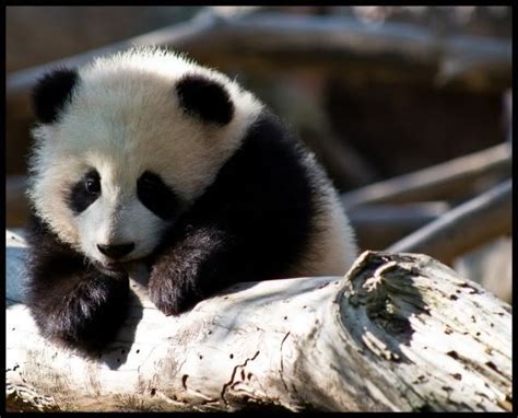 Baby Panda Eating[: Photo by Qtpiecourt | Photobucket | Panda bear ...