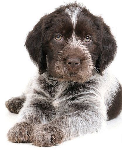 Griffon dog, Puppies, Dogs