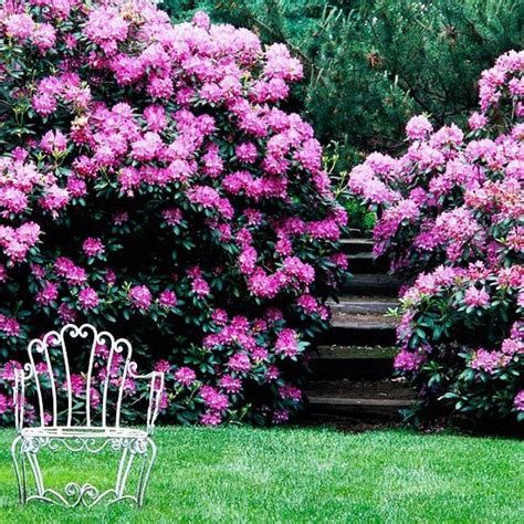 The 25+ best Year round flowers ideas on Pinterest | Flowers in garden, Flower hedge and All ...