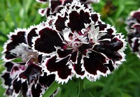 Black/white Velvet Lace Carnation Flower Seeds / Dianthus / - Etsy