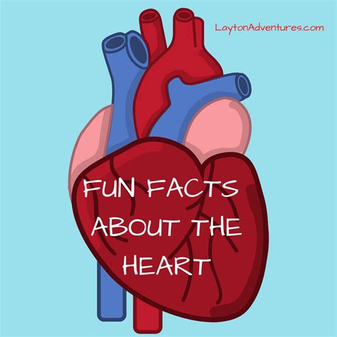 Fun Facts About the Heart