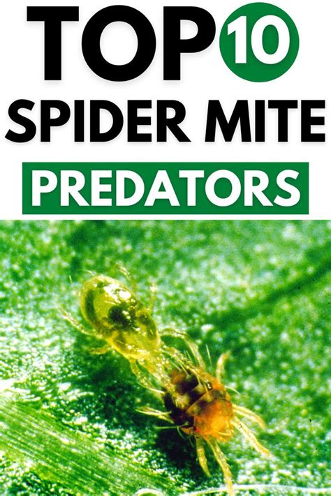 the top 10 spider mite predators