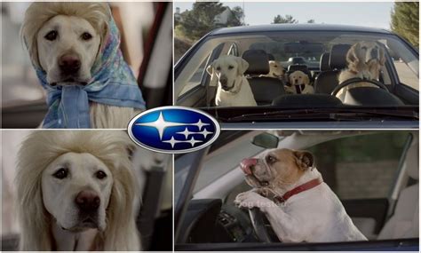 Top 10 The Best and Funny Subaru The Barkley Family Dog Car Commercials 2016 - YouTube | Family ...