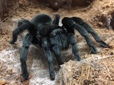 Brazilian Black Tarantula | Grammostola Pulchra [ULTIMATE GUIDE ...