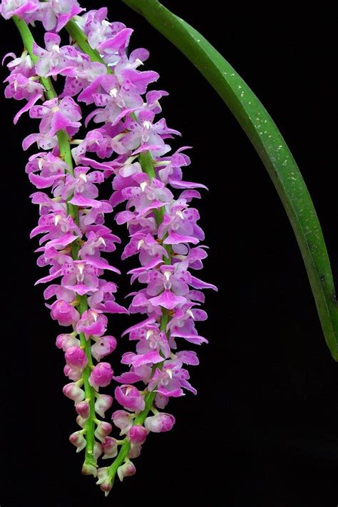 One of the few things that make me love Bihu in Assam | Orchid photography, Unusual flowers, Orchids