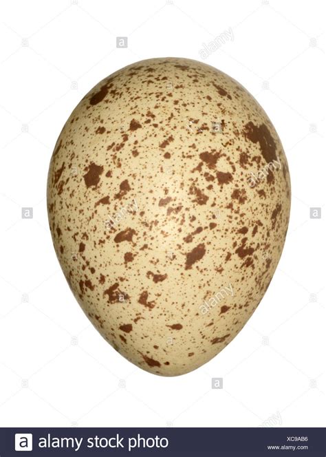 Red Legged Partridge Eggs Stock Photos & Red Legged Partridge Eggs ...